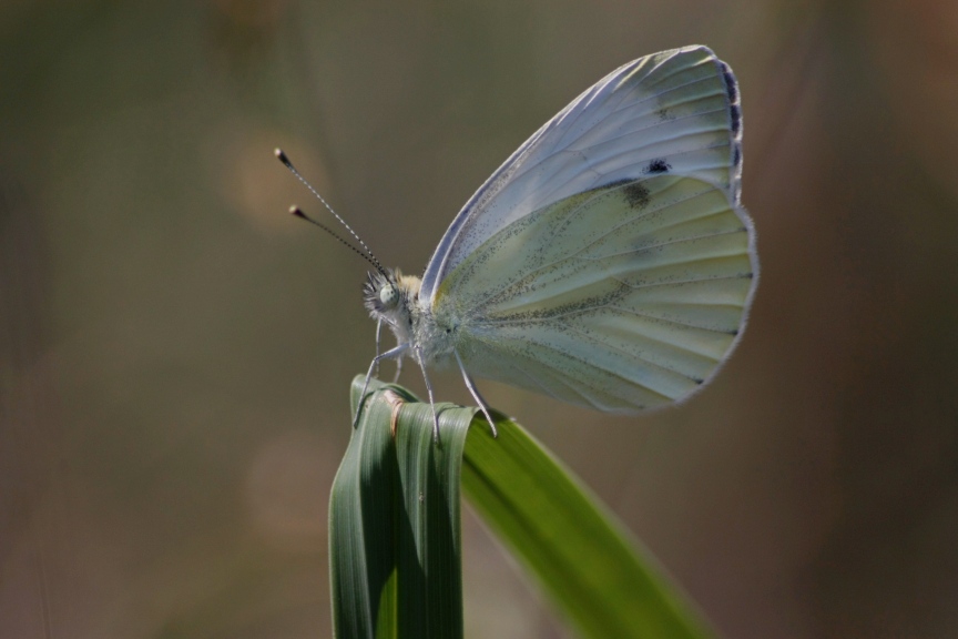 Pieris?